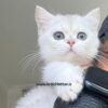بچه-گربه-بریتیش-سیلور-پیلا