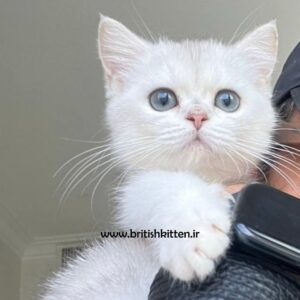 بچه-گربه-بریتیش-سیلور-پیلا