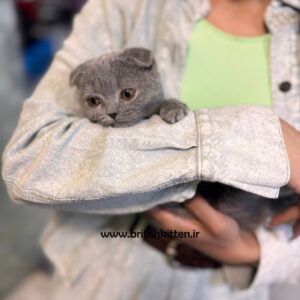 بچه-گربه-اسکاتیش-فولد-بلو-فندق