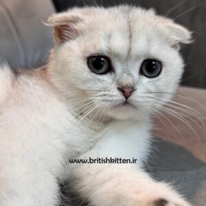 بچه-گربه-اسکاتیش-سیلور-چینچیلا